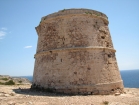 031balearipitiuse_m