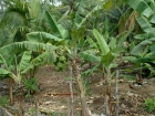 caraibi013_m