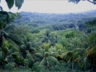 caraibi016_m