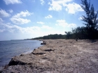 caraibi037_m