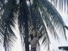 caraibi040_m
