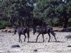 sardegna008_m
